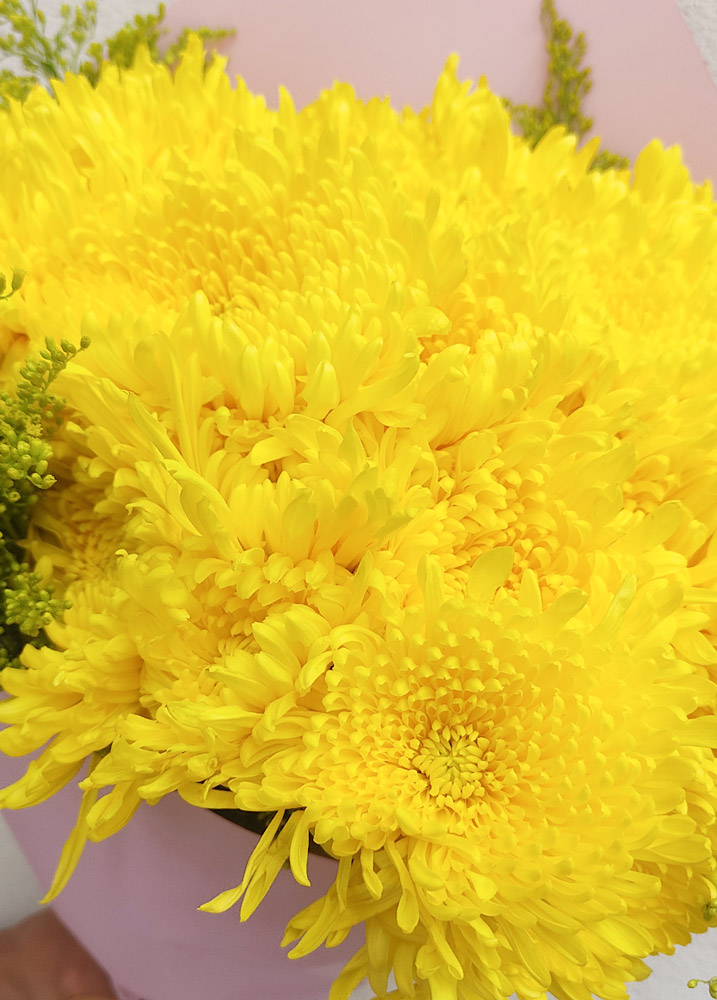 Believer | 30 Crisantemos