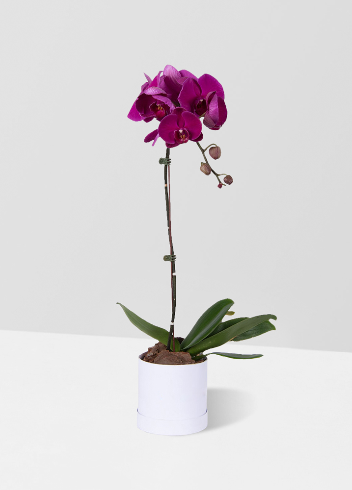 Orquídea Phalaenopsis Fucsia