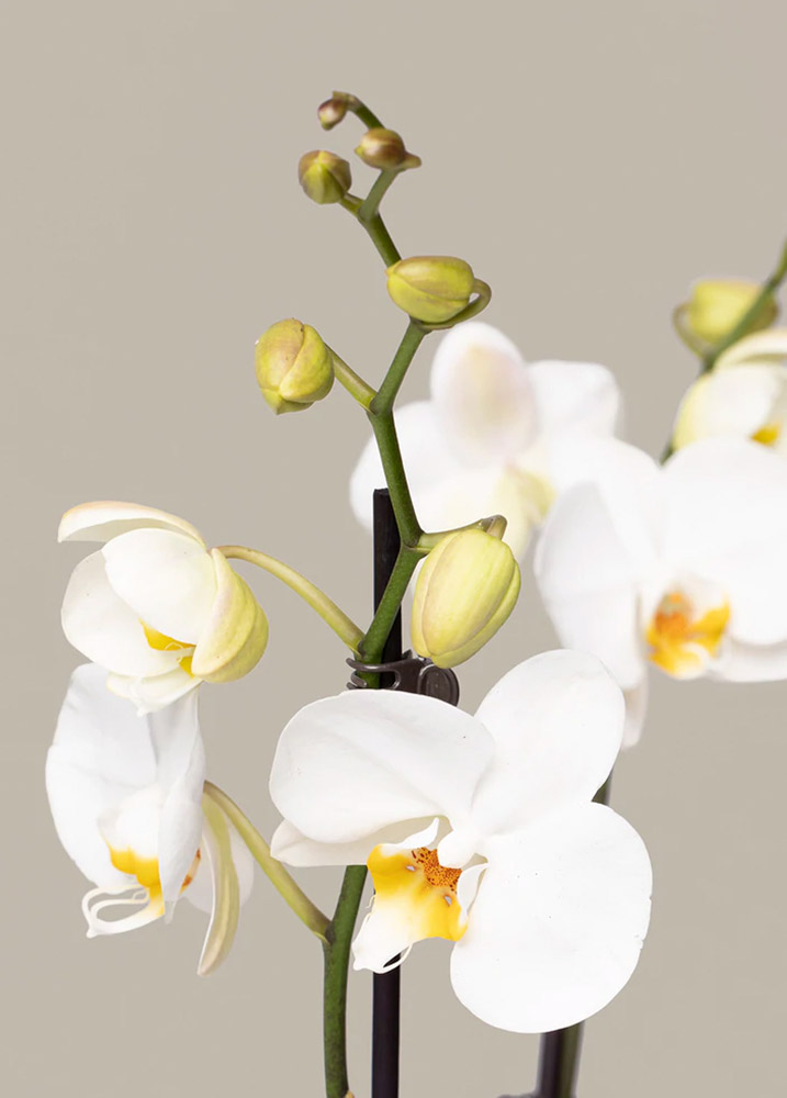 Orquídea Blanca