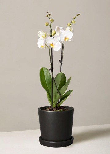 Orquídea Blanca