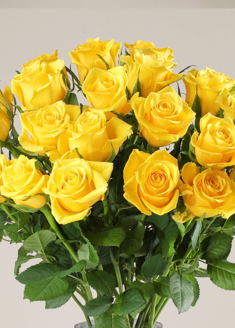 Los enamorados | 24 Rosas