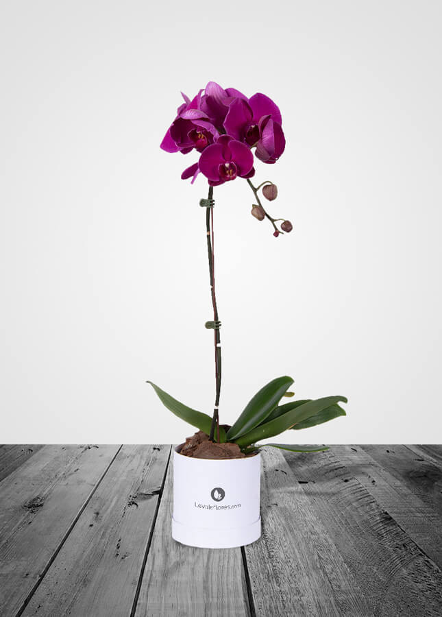 Orquídea Phalaenopsis