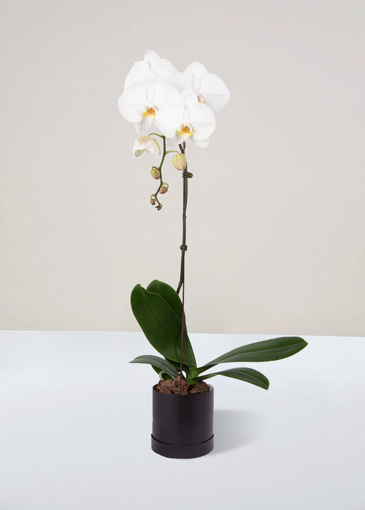 Orquídea Phalaenopsis